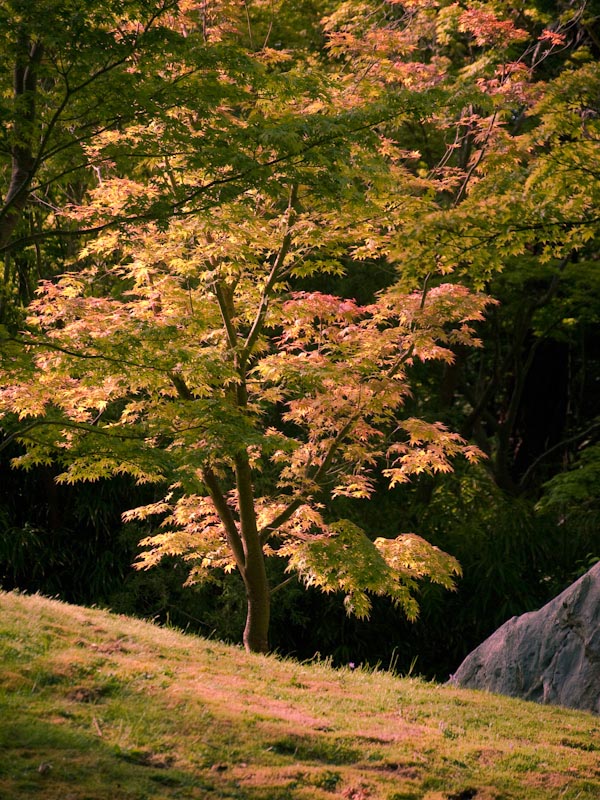 Golden_Gate_Park_San_Francisco