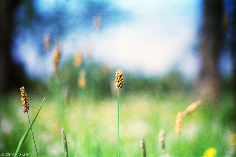 Grass