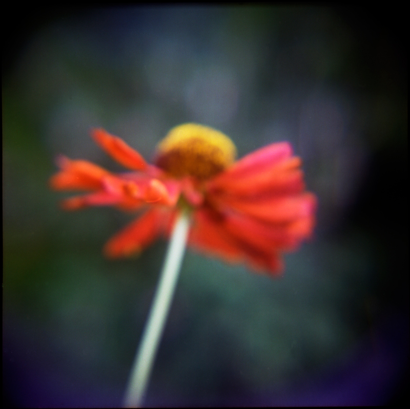 Helenium