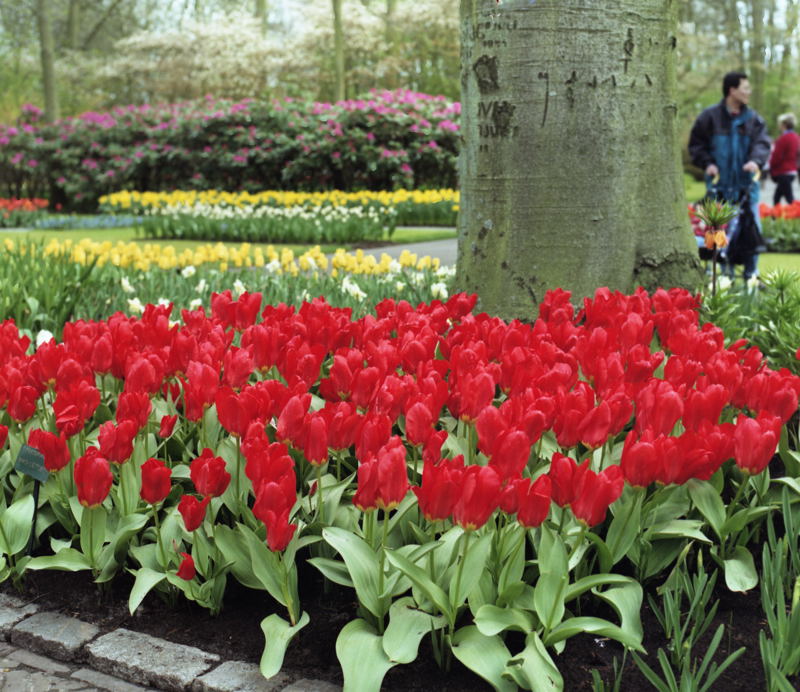 Keukenhof_19-04-97_Rolleiflex_6008_Integral_21_