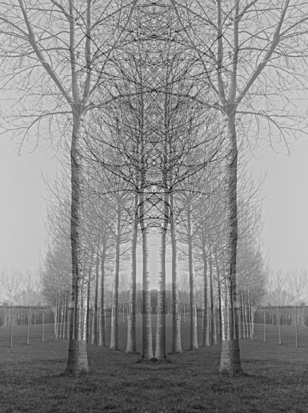 Trees-1_Rc