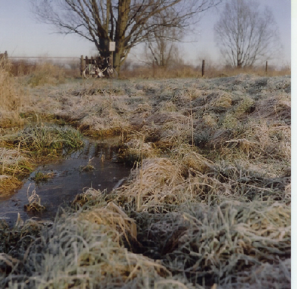 Uiterwaarden_Waal_Beuningen