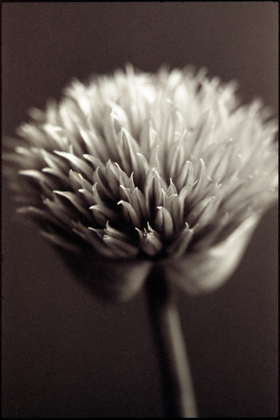 allium