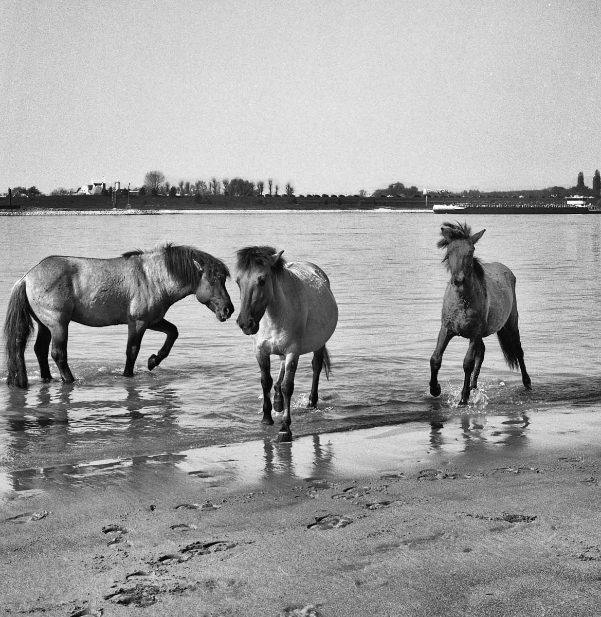 ooijpolder_1_van_1_