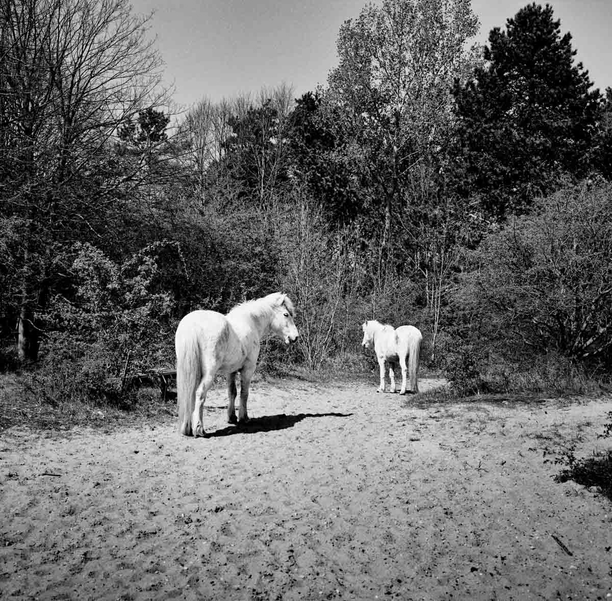 witte_paarden_1234_1_van_1_