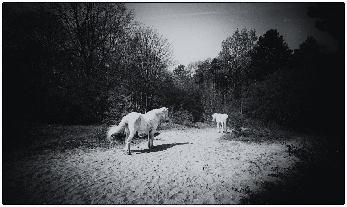 witte_paarden_123_1_van_1_