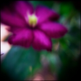 Clematis.jpg