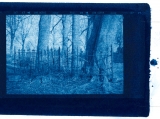 Kerkhof-Cyanotype-No2.jpg