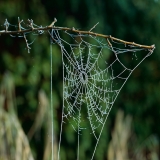 Spinnenweb-Glimmen.jpg