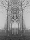 Trees-1_Rc.jpg