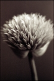 allium.jpg