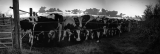 neg_rollei_3_5F_220-1_-_neg_rollei_3_5F_216-1-1.jpg