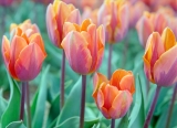 tulp1.jpg