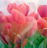 tulp4.jpg